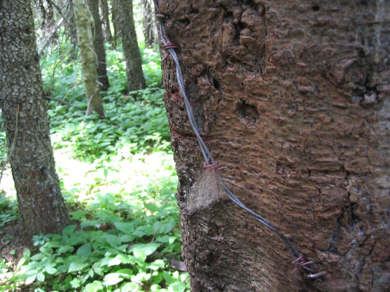 Rub tree with capture bear hair