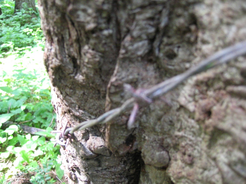Rub tree closeup