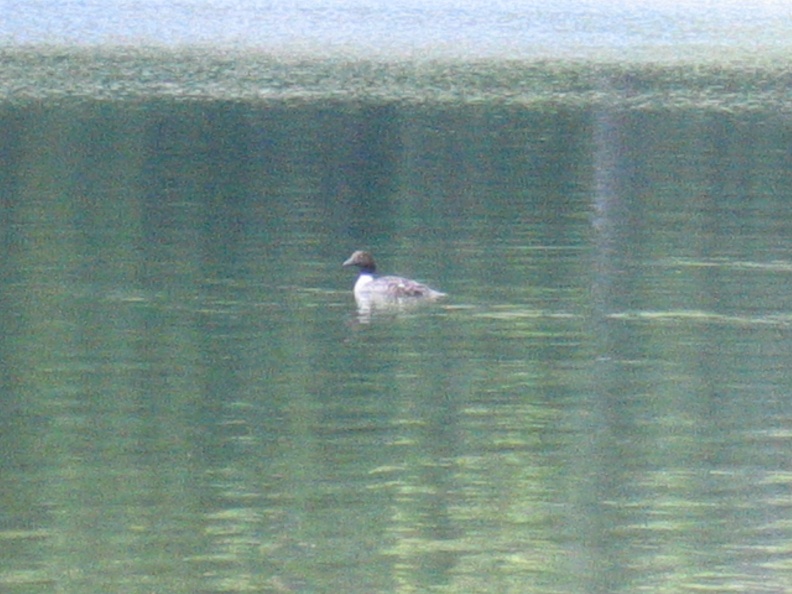 Duck on Arrow Lake