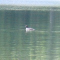Duck on Arrow Lake