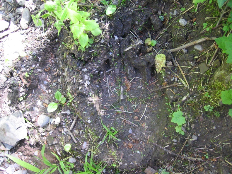 Bear tracks - saw these walking along the lake