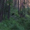 Black bear and cubs right along the trail.  I played hide and seek for an hour trying to get around this momma and cubs