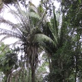 Cohune Palm Trees - largest palm trees in the jungle