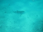 I was away from the group, turned around and whoa, there is a shark under me.