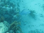 IMG_0475.JPG
