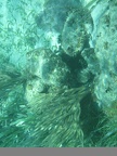 Just the cool coral