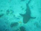 Just the stingrays and sharks