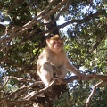 Barbary Ape up a tree