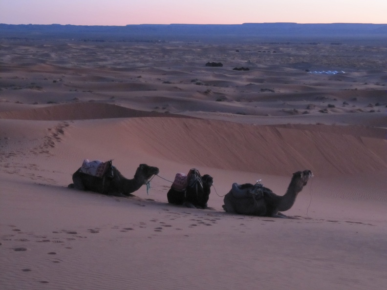 Erg Chebbi - sunrise camel trek