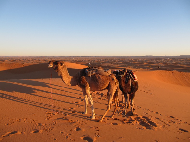 Erg Chebbi - camels in the desert