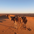 Erg Chebbi - camels in the desert