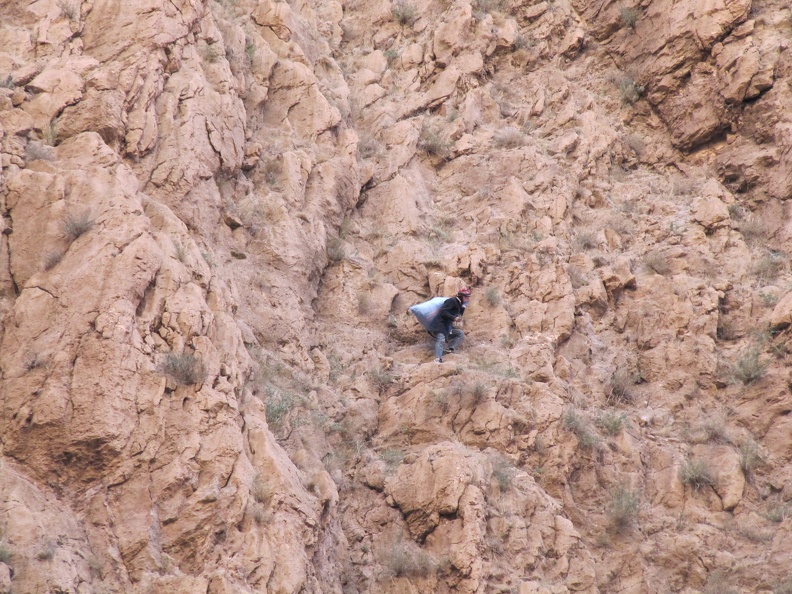 Todgha Gorges - someone free-climbing high on a wall gathering herbs