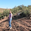 Bab Ourika - hiking - Betsy and some sheep