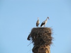 Marrakech - storks