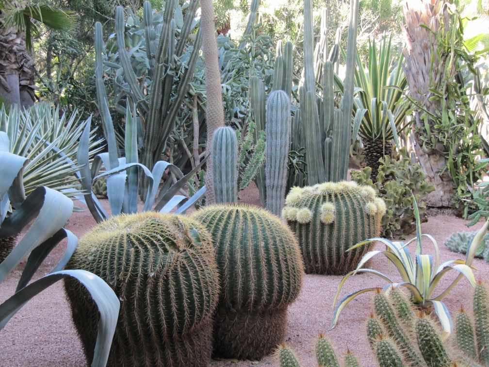 Marrakech - Majorelle Gardens