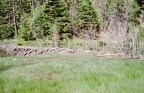 A very large, impressive beaver dam at Ute Meadows camp