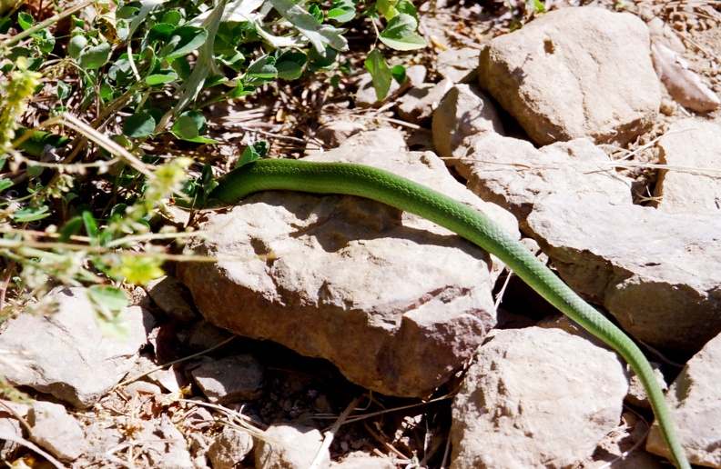 Green snake in Bear Canyon.  Spotted on my 24 mile hike in from Pueblano to Base.