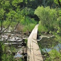 The famous boardwalk through the swamp