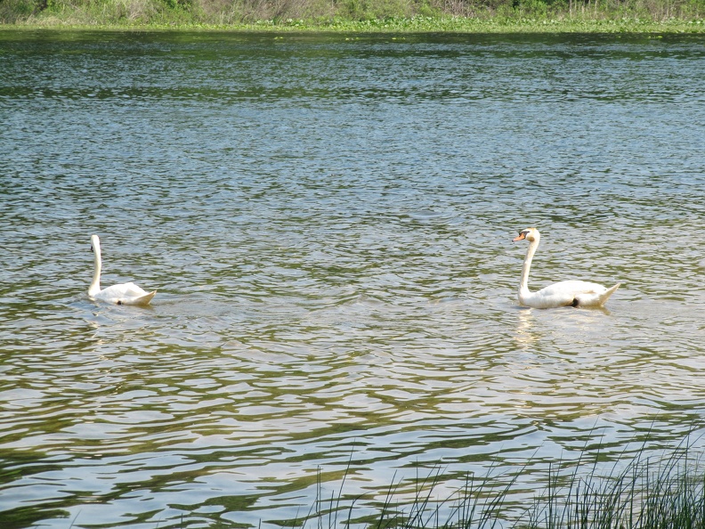 Swans on Bass Lake