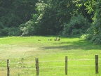 Geese near the parade grounds below the dining hall