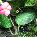 Hondo under the Jewel Orchid and Seco under the Episcia