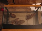 Attached pieces of Malaysian Driftwood to the tank with clear silicon adhesive