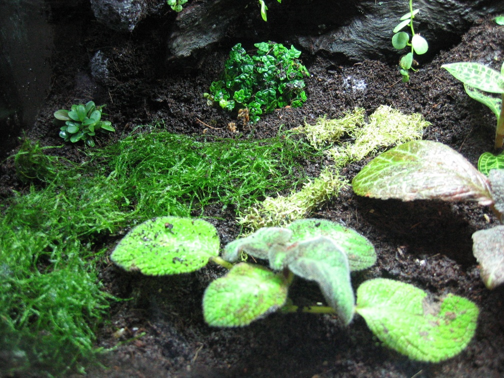 Java moss is darker green than the lighter riccia moss