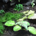 Java moss is darker green than the lighter riccia moss