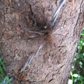 Nice bear hair sample on a rub tree