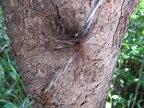 Nice bear hair sample on a rub tree