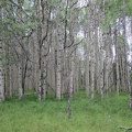 Nice stand of aspen