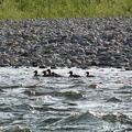Merganser ducks on the North Fork of the Flathead River