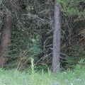 Grizzly Bear - between the two large trees - next to the right one