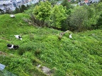 Goats atop Bergen funicular